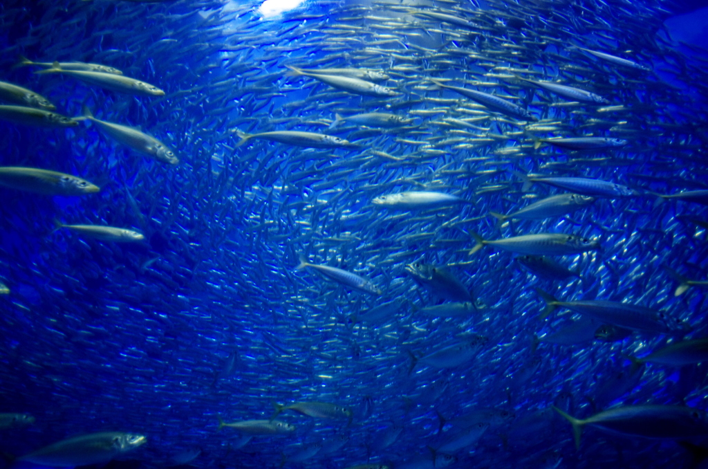 Tornado sardines