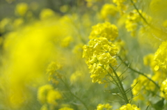 菜の花