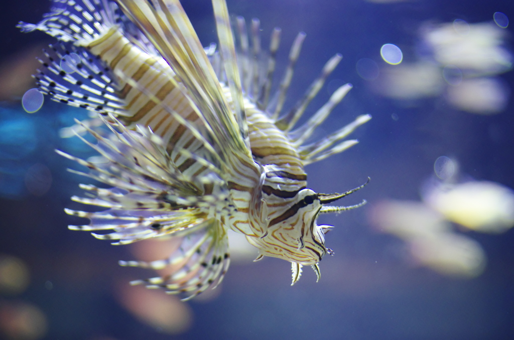 luna lionfish