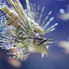 luna lionfish