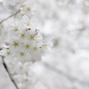 桜色