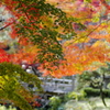秋庭