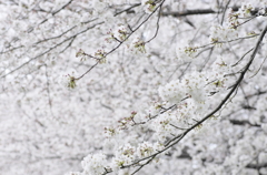 桜華爛漫