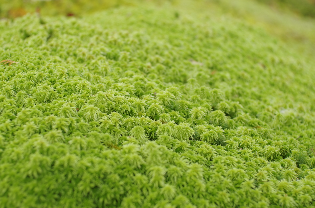 こけの森