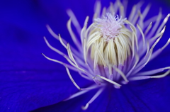 Clematis