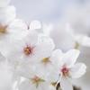 桜華