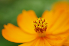 Cosmos sulphureus