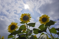 夏空の下