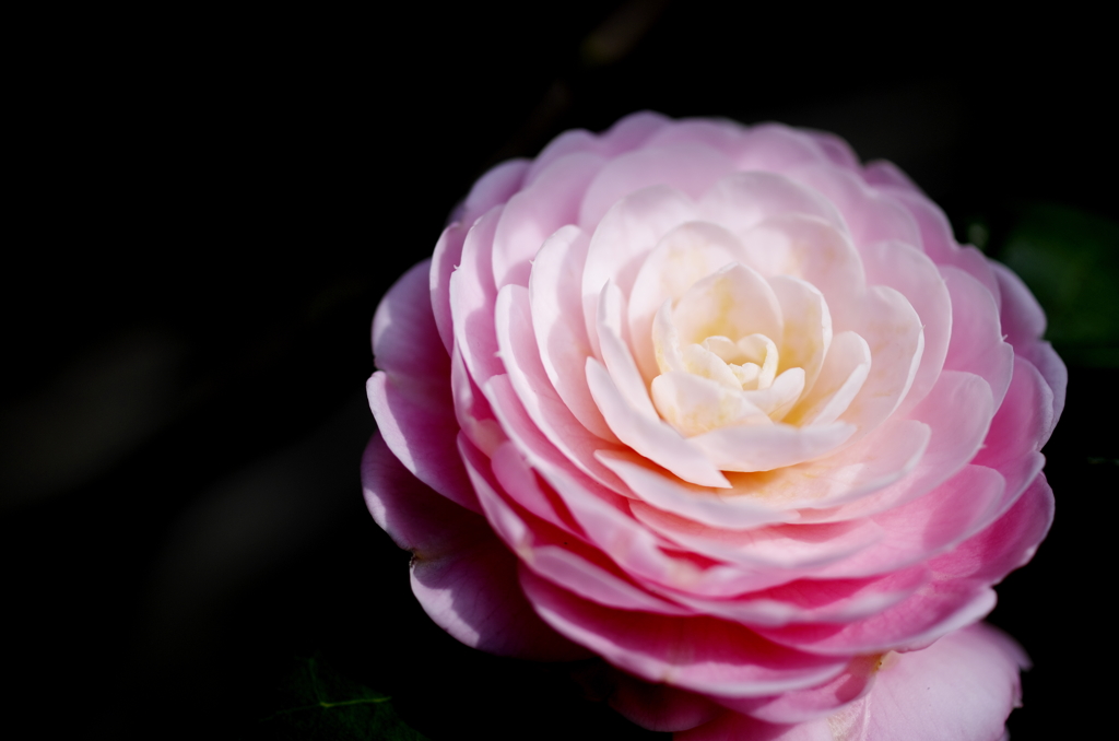 花椿
