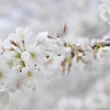 桜彩