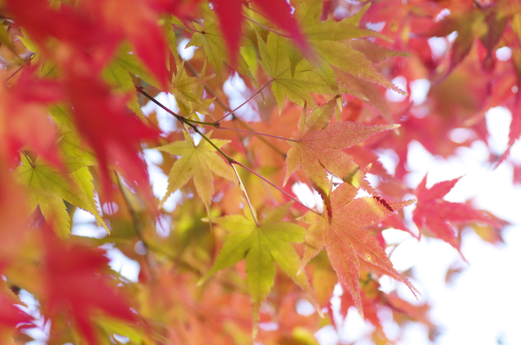 紅へ