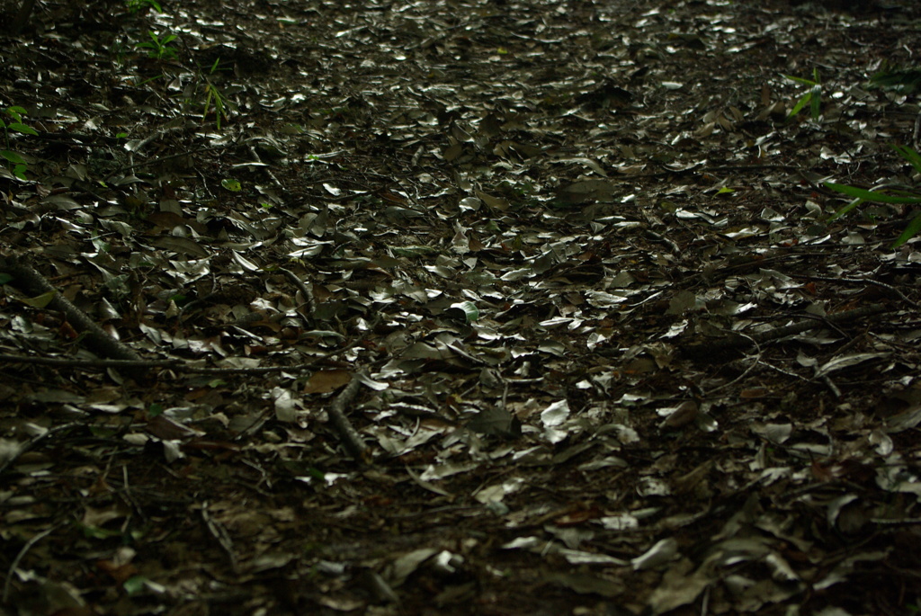 お日様のお零れ