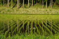 水田に杉を植えて