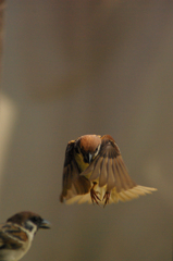 庭の雀4（副題　バットマン）