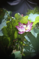 学研大人の科学二眼レフ