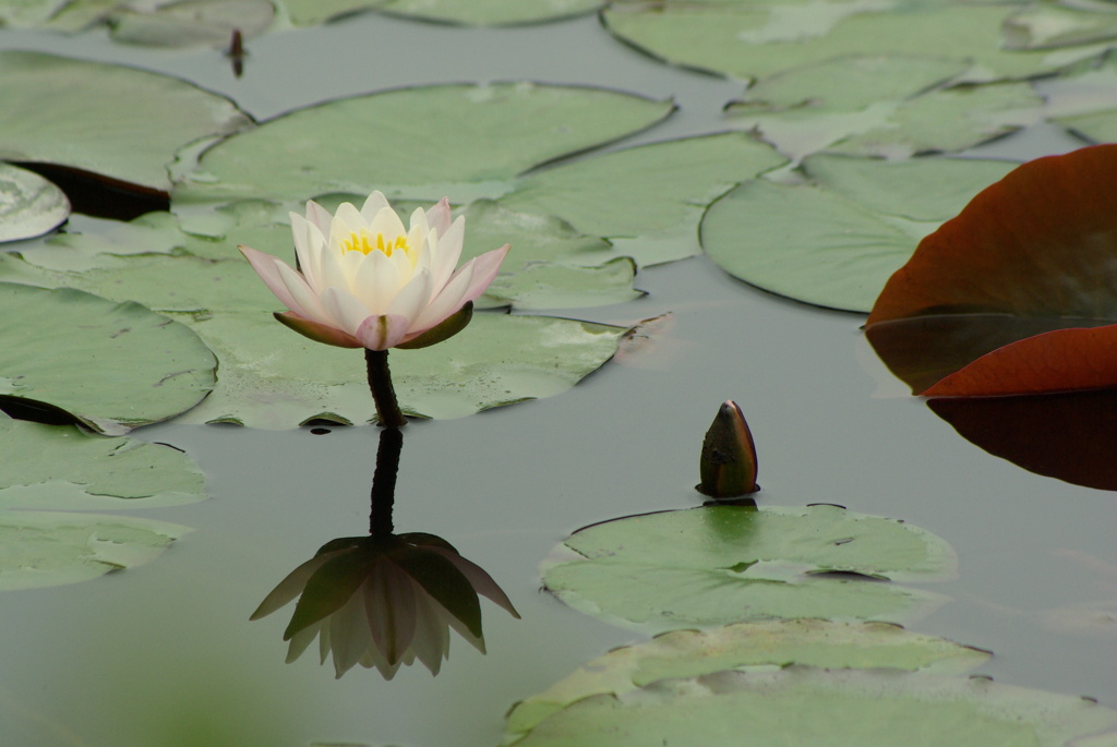 睡蓮・蓮睡