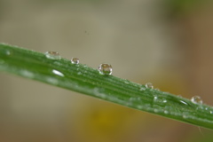 かくれんぼ1（ミニーちゃん）