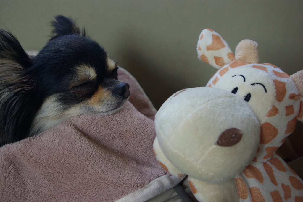 ねえねえ遊ぼうよ