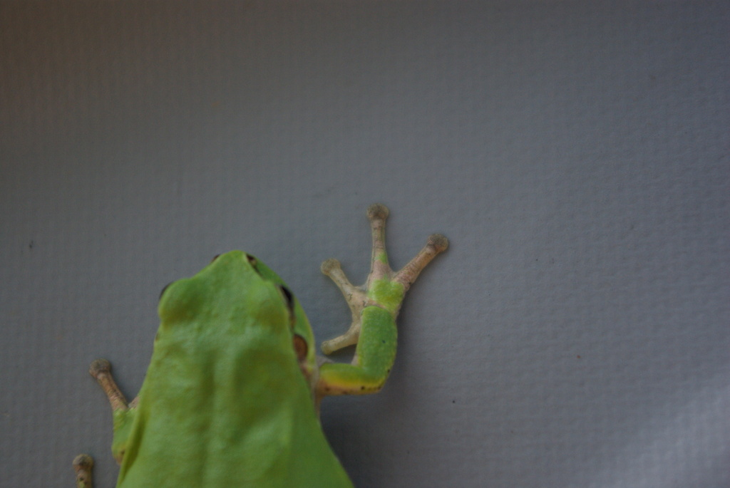 スパイダーマンなんぼのもんじゃい