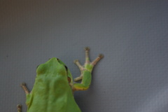 スパイダーマンなんぼのもんじゃい