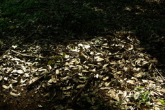 お日様が零れてきた