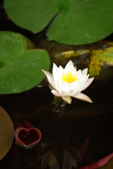 ＬＯＶＥ・ＬＯＶＥ