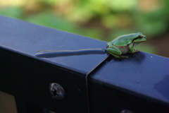 スッゴイ！おしっこ（ホントです）