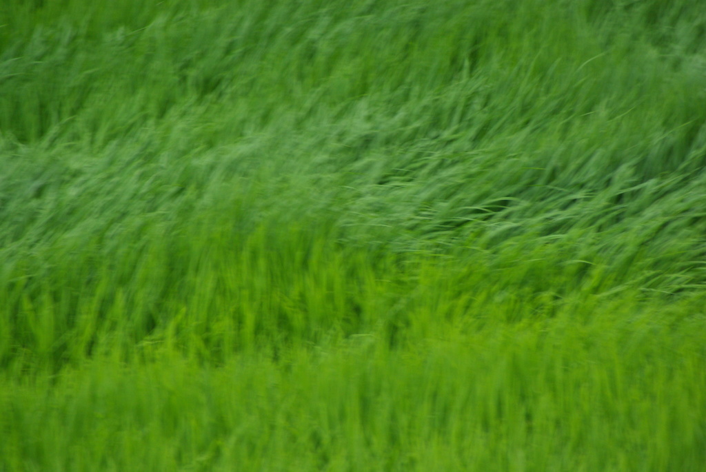 流し撮り？？？