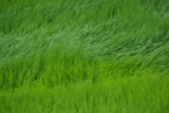 流し撮り？？？