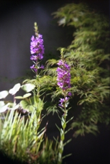 学研大人の科学二眼レフにて