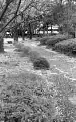 いつもの散歩道