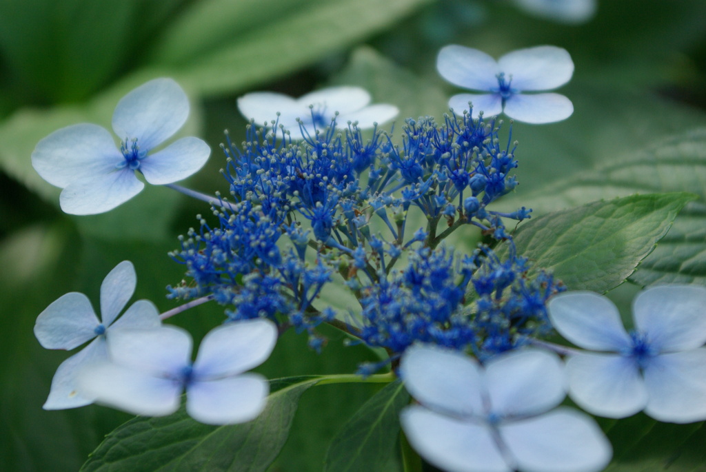 今日の美人さん