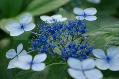 今日の美人さん