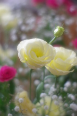 トルコギキョウ