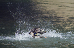 水飛沫