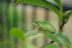 物思いにふける