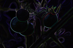 トマトの気持ち