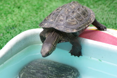 男子１００Ｍ自由型決勝