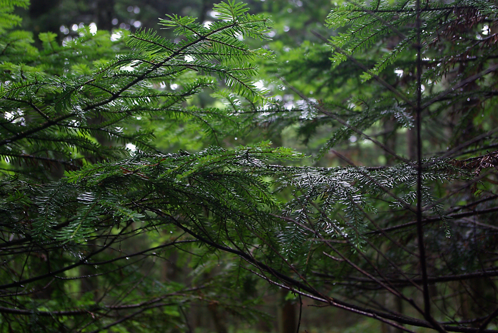 雨もまた良し