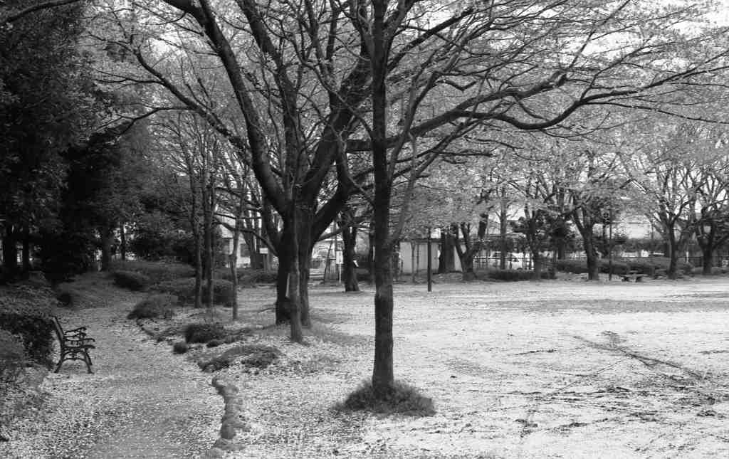 ピンクカーペット