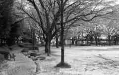 ピンクカーペット