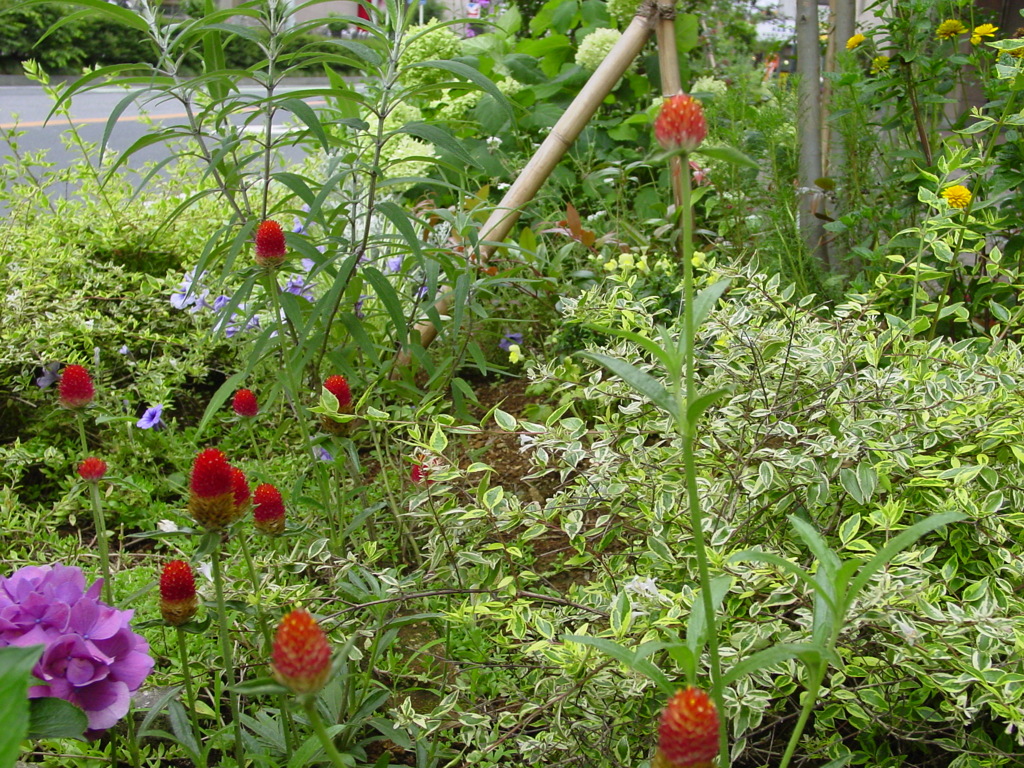 梅雨のプチガーデン