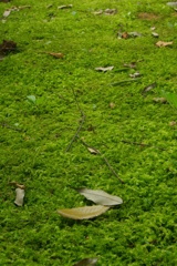 ふかふかカーペット