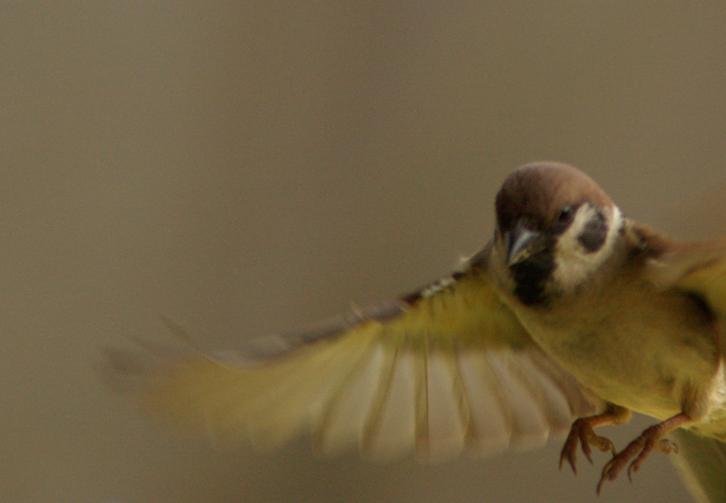 庭の雀3（副題　着陸）