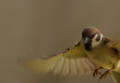 庭の雀3（副題　着陸）