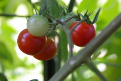 お弁当のおかず