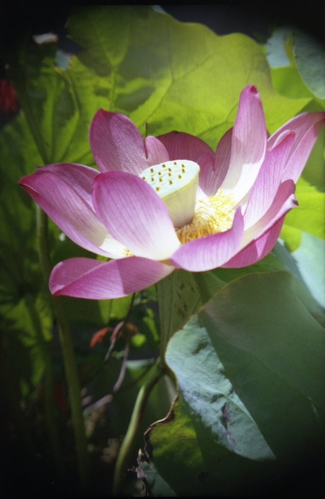 学研大人の科学二眼レフにて