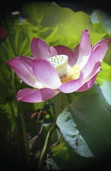 学研大人の科学二眼レフにて