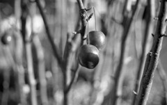 美味しいのかな？