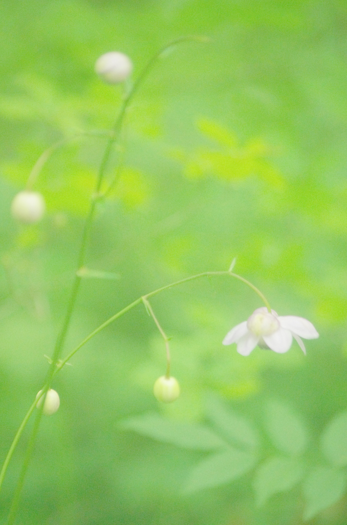 ふわ～っと